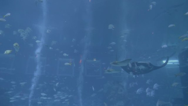 girl and manta ray in the aquarium
