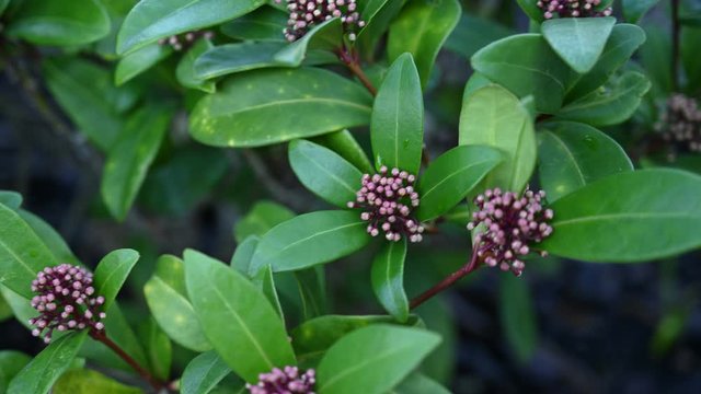 Hortensien im Fr&uuml;hling vor der Bl&uuml;te