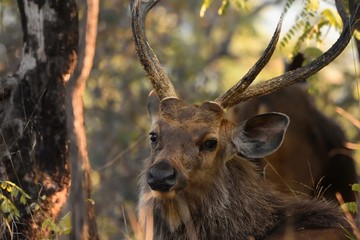 Male Sambar deer portrait