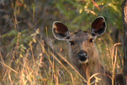 Female Sambar deer portrait