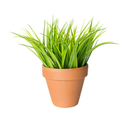 Green  grass in a ceramic pot