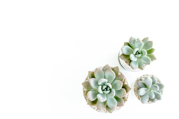 Green house plants potted, succulent plants isolated on white background. Flat lay, top view.
