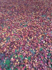 紅葉の絨毯