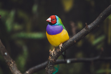 Beautiful colored bird sits on a tree branch