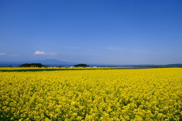 Obraz premium 釜臥山と菜の花畑。横浜、青森、日本。5月中旬。