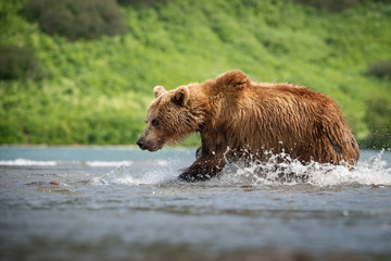 Obraz na płótnie Canvas The Kamchatka brown bear, Ursus arctos beringianus catches salmons at Kuril Lake in Kamchatka, running in the water, action picture