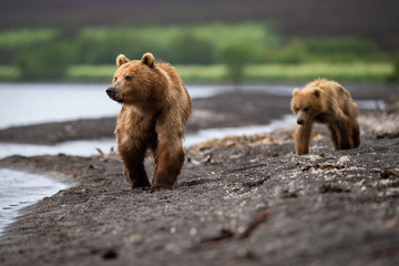 Obraz premium The&nbsp;Kamchatka&nbsp;brown&nbsp;bear, Ursus arctos beringianus catches salmons at Kuril Lake in Kamchatka, mother with cubs