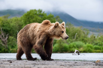 Fototapeta premium The&nbsp;Kamchatka&nbsp;brown&nbsp;bear, Ursus arctos beringianus catches salmons at Kuril Lake in Kamchatka, running in the water, action picture