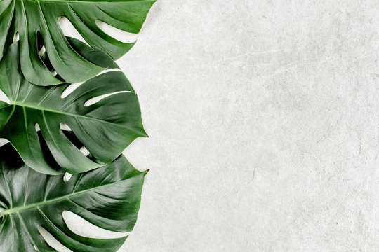 Close-up of the Monstera leaf. Tropical palm leaves Monstera isolated on gray marble background. Tropical nature concept.