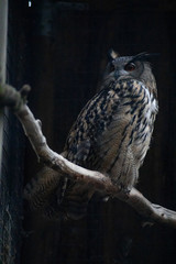 eagle owl turning his head to the left