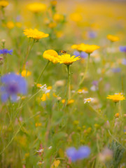 Fototapeta premium A hoverfly about to land on a Corn Marigold flower in an English wildflower meadow with a soft focus background.
