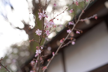 京都の梅