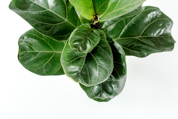 Home plant green leaf ficus benjamina, elastica on a white background 