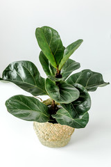 Home plant green leaf ficus benjamina, elastica on a white background 