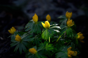 Gelbe Blumen in mystischem Licht