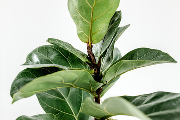 Home plant green leaf ficus benjamina, elastica on a white background 