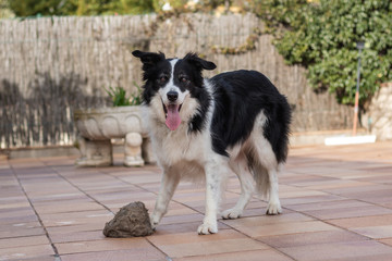  Portrait of a Border Collie dog playing with a ball