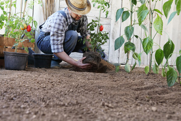 man plant out tomatoes from the pots into the soil of the vegetable garden, works to grow and...