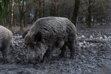 wild pig 