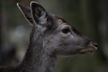 deer portrait profile