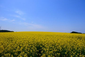 Fototapeta premium 横浜町の菜の花畑。横浜、青森、日本。5月中旬。
