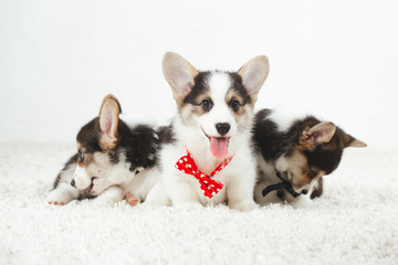 Corgi puppies with bow tie