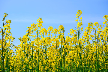 Rapsblüten