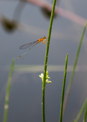 dragonfly on a blade of grass