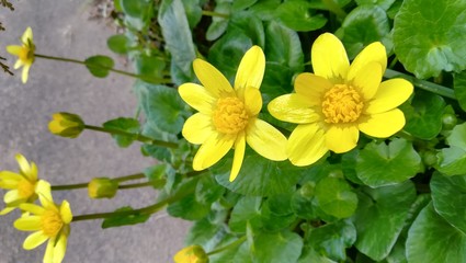 yellow flowers in the garden