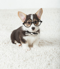 Corgi dog puppy with glasses