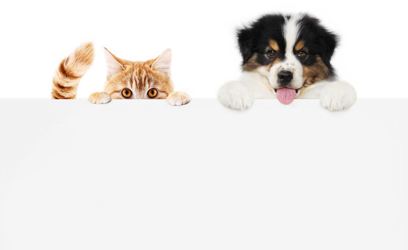 pets store concept, puppy dog and pet cat together showing a placard display isolated on white background blank template and copy space