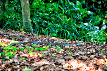 Snake I met at Kinugasayama Park in Yokosuka, Japan.