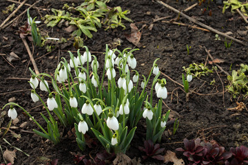 White snowdrops bloomed in the infield
