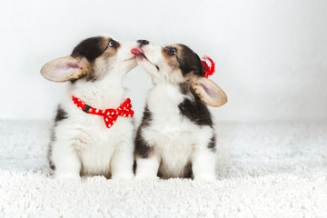 Corgi puppies with bow tie