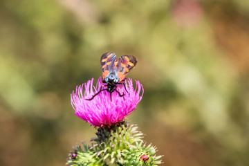 ein Schmetterling, Falter auf einer Blüte