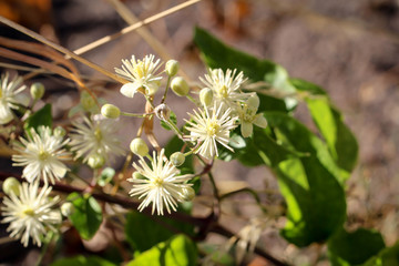 Strauch mit weißen Blüten