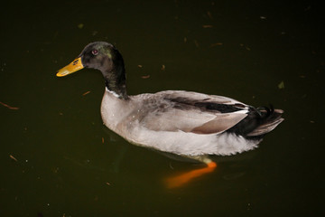Portrait einer Stockente an einem Teich bei Nacht