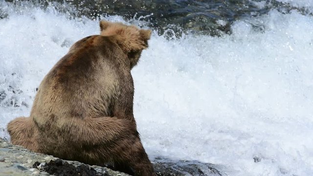 Brown Bear fishing for Chum Salmon