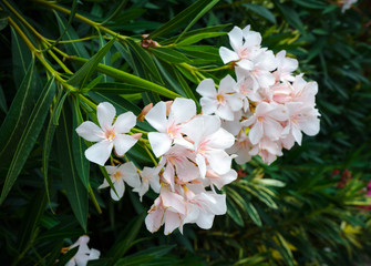 Beautiful white and pink Nerium Oleander flower plant blossom in tropical garden