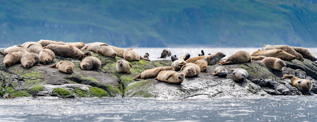 Harbour Seals basking on a rock at Loch Coruisk, Isle of Skye, Scotland  - obrazy, fototapety, plakaty