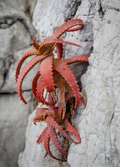 Kaktus in einer Mediterranen Umgebung in der sie optimal angepasst sind