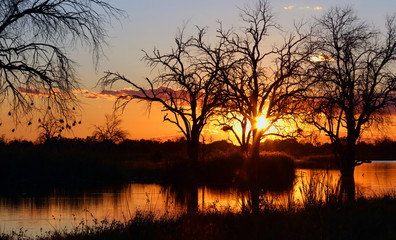 Trees silhouetted by sunset in the Okavango Delta