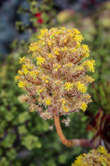 Kaktus in einer Mediterranen Umgebung in der sie optimal angepasst sind