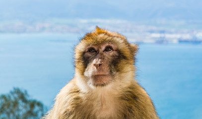 Barbary  monkey head