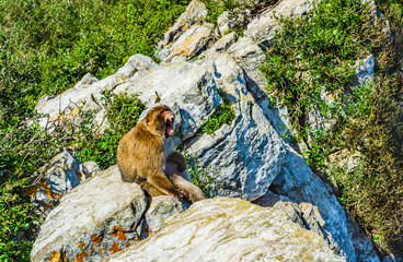 Barbary  monkey roaring on a rock