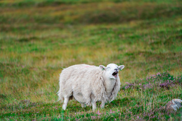 Sheep braying on a grassy slope in Scotland © Revati