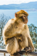 Barbary monkeys in Gibraltar