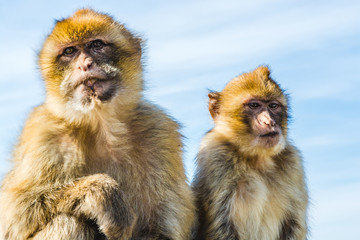 Couple of Barbary monkeys in Gibraltar