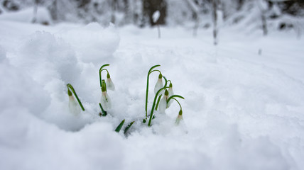 подснежники