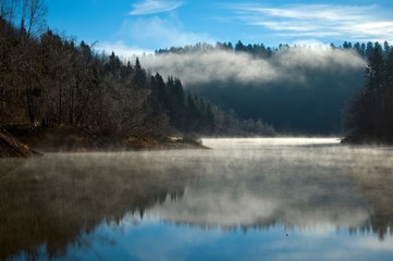 Fototapeta premium forest